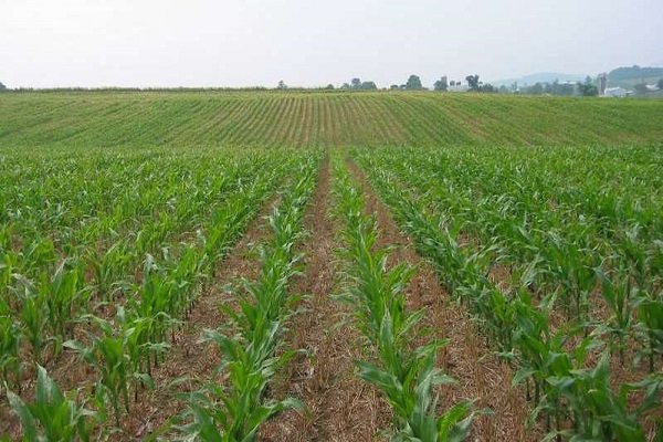 خسارت 65 میلیاردی به بخش کشاورزی شهرستان دیر