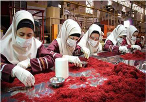 درآمد 2 میلیارد و 540 میلیون تومانی از فرآوری زعفران