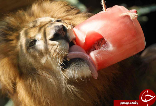 از آغاز به کار کنگره جهانی موبایل تا خودکشی ترزا می
