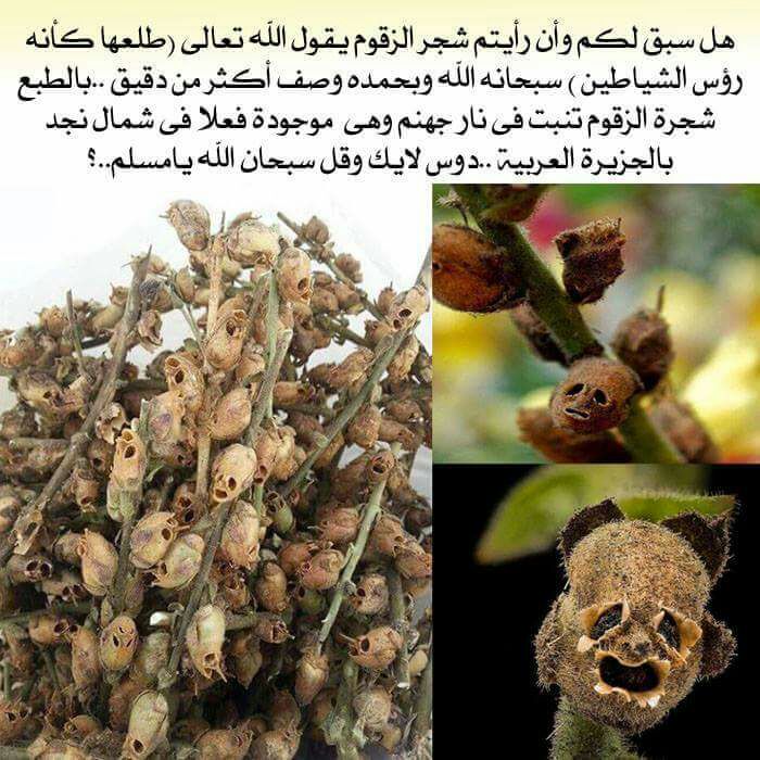 چرا درخت زقوم لعنت شده چيست؟