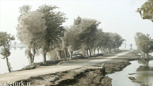حمله شبانه عنکبوت ها به یک مزرعه در بریتانیا +تصاویر