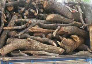 کشف 3 هزار کیلو قاچاق چوب در سمیرم