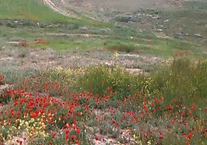 بسته