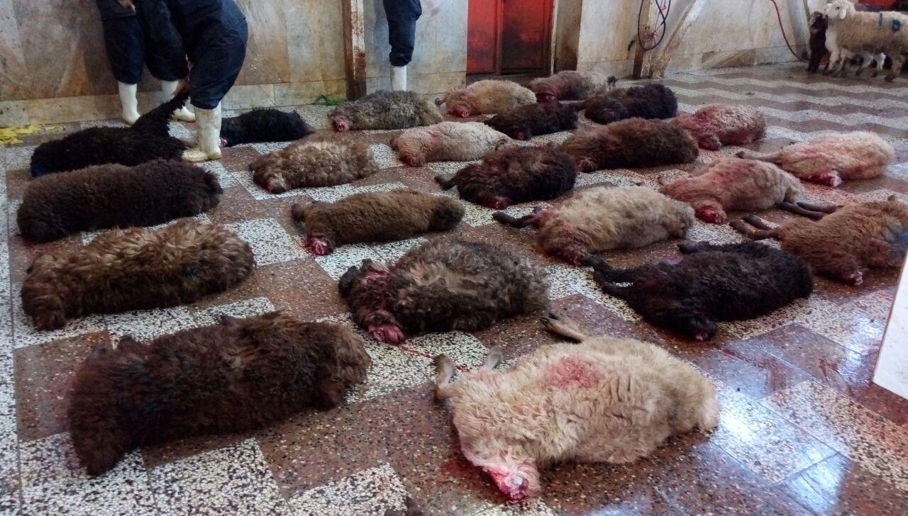 ساماندهی کشتارگاه دام در ایام نوروز