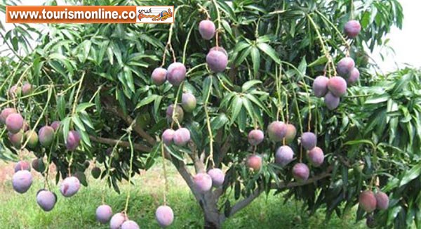 عجیب&zwnj;ترین میوه&zwnj;ها و سبزیجات، با رشدی باورنکردنی! +تصاویر