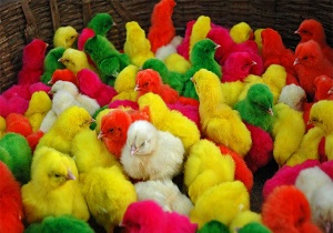 معدوم سازی ۱۰ هزار قطعه جوجه رنگی بدون هویت