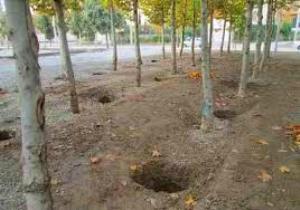 باغداران فرصت چال کود را از دست ندهند