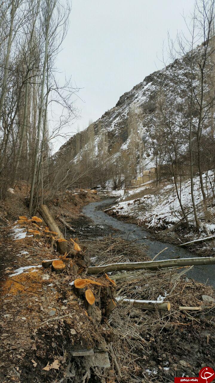 قلع و قمع درختان در روستای جاغرق + تصاویر