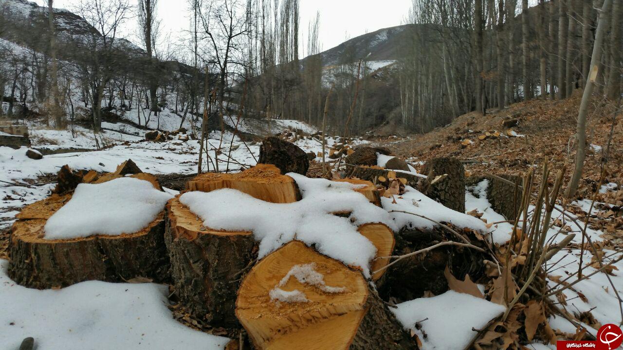 قلع و قمع درختان در روستای جاغرق + تصاویر