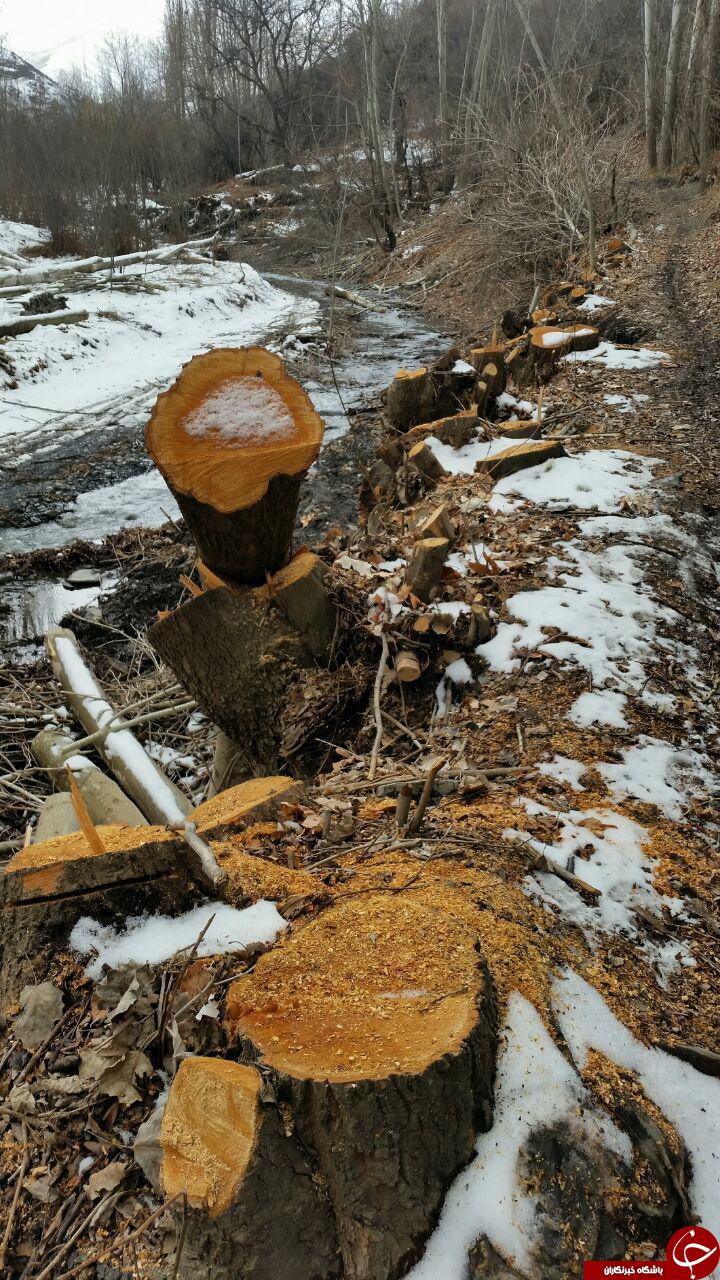قلع و قمع درختان در روستای جاغرق + تصاویر