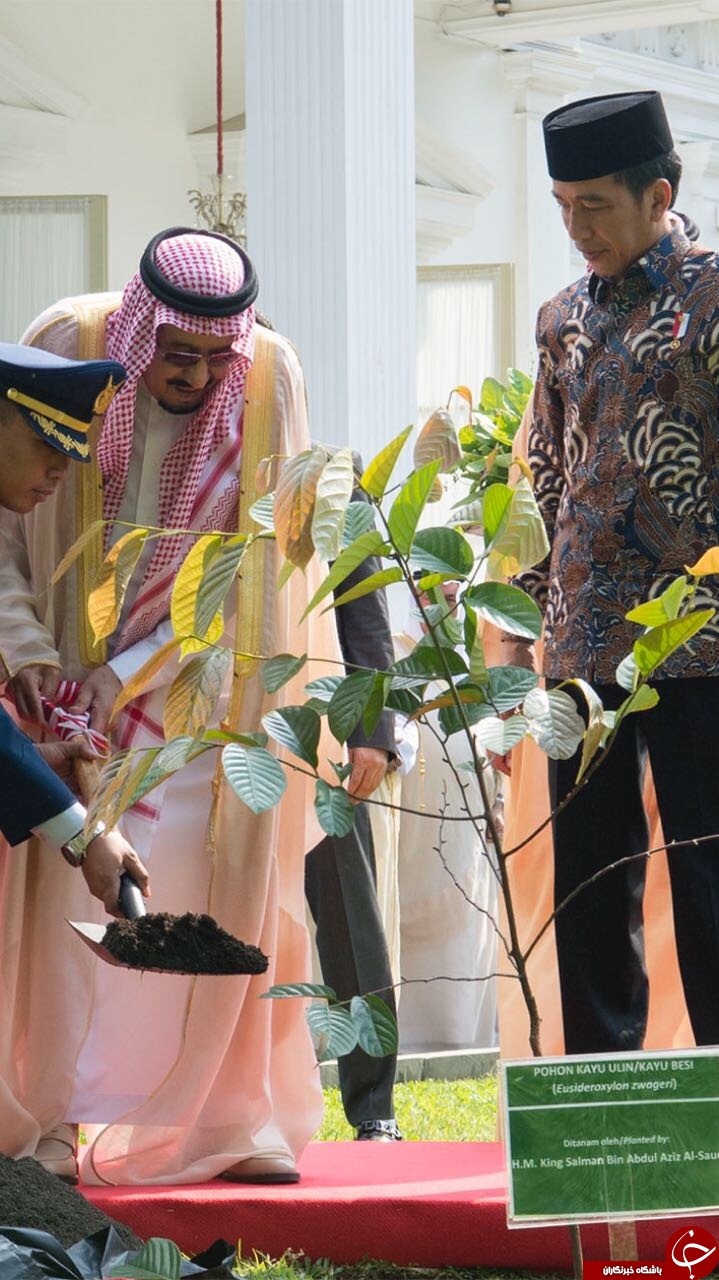 درخت کاری ملک سلمان در اندونزی + تصاویر