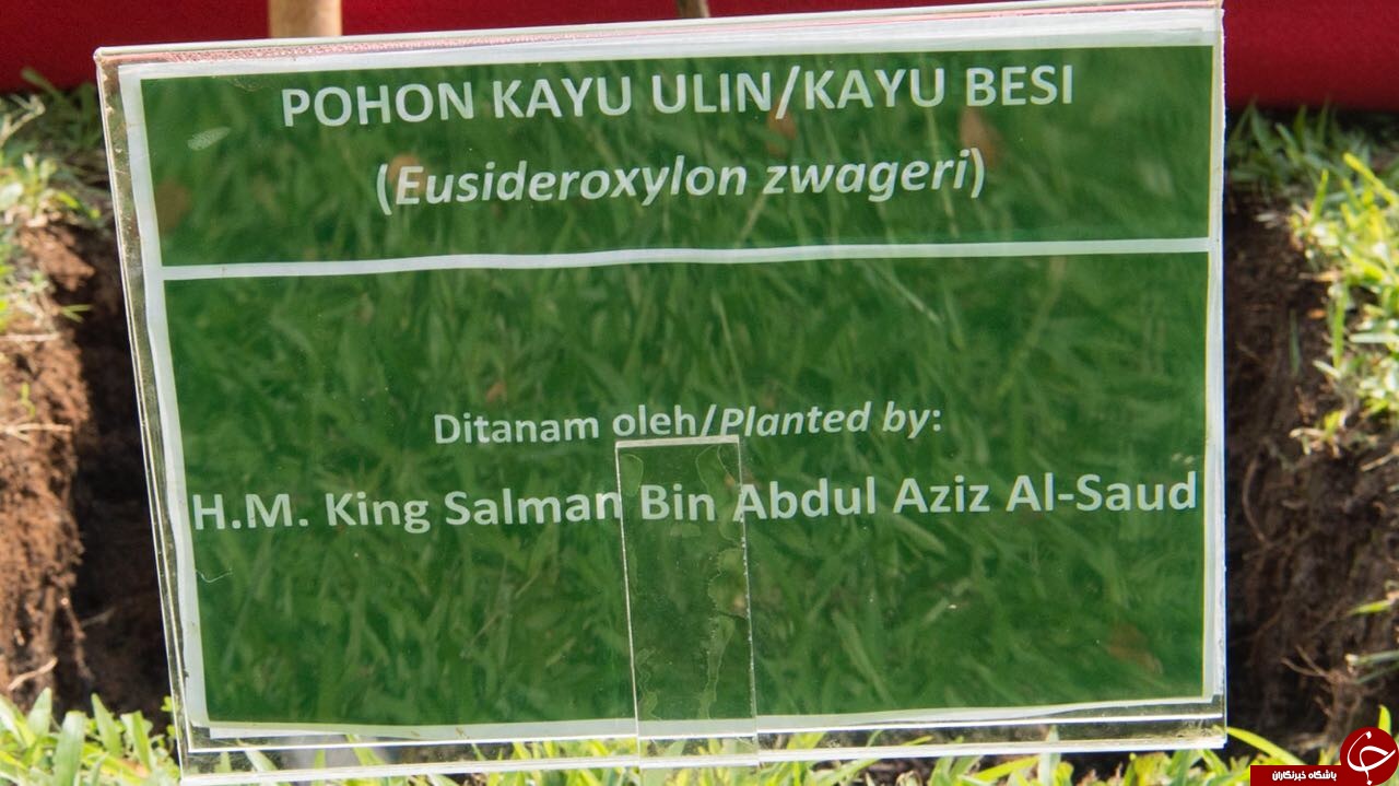 درخت کاری ملک سلمان در اندونزی + تصاویر