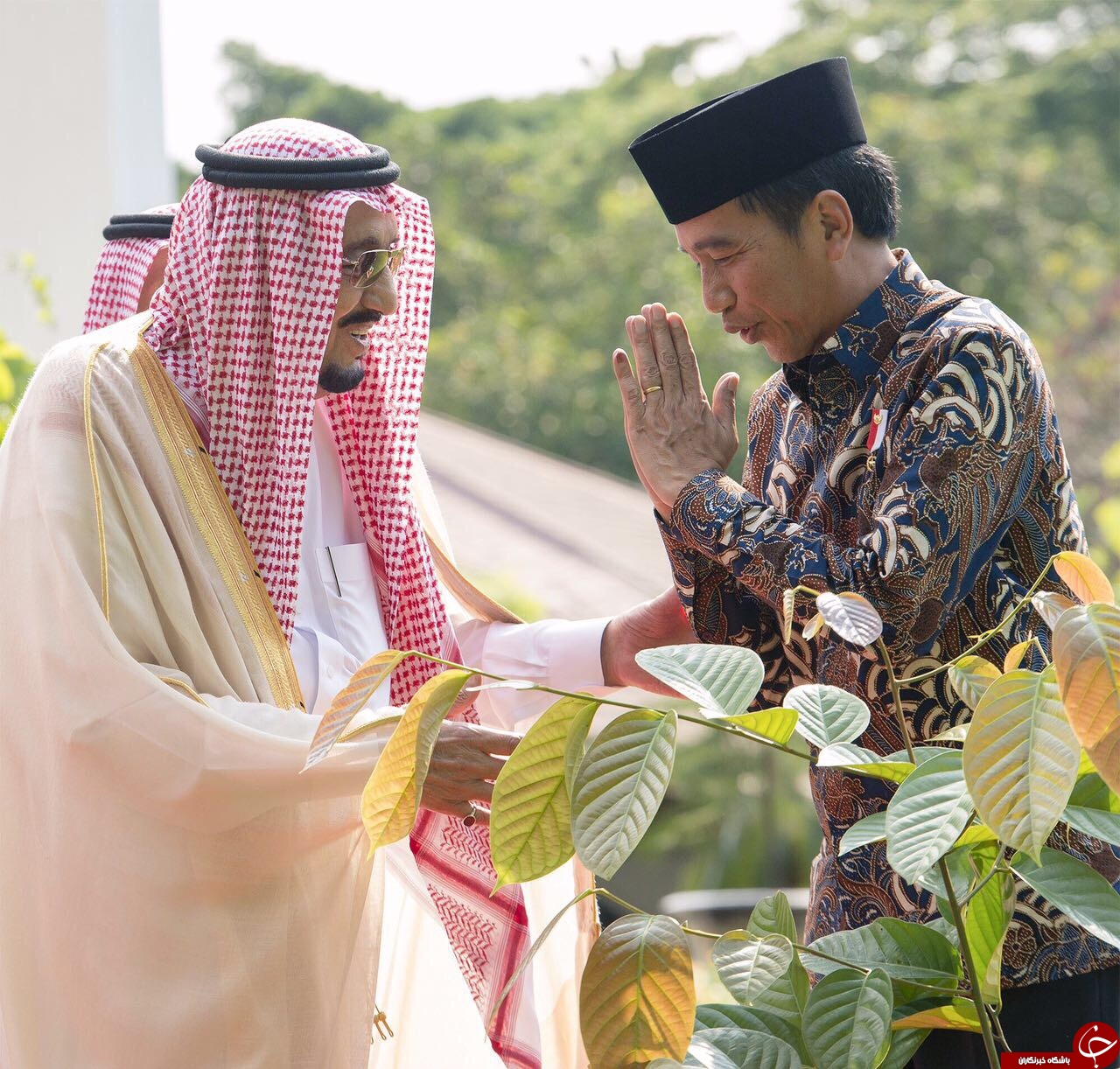 درخت کاری ملک سلمان در اندونزی + تصاویر