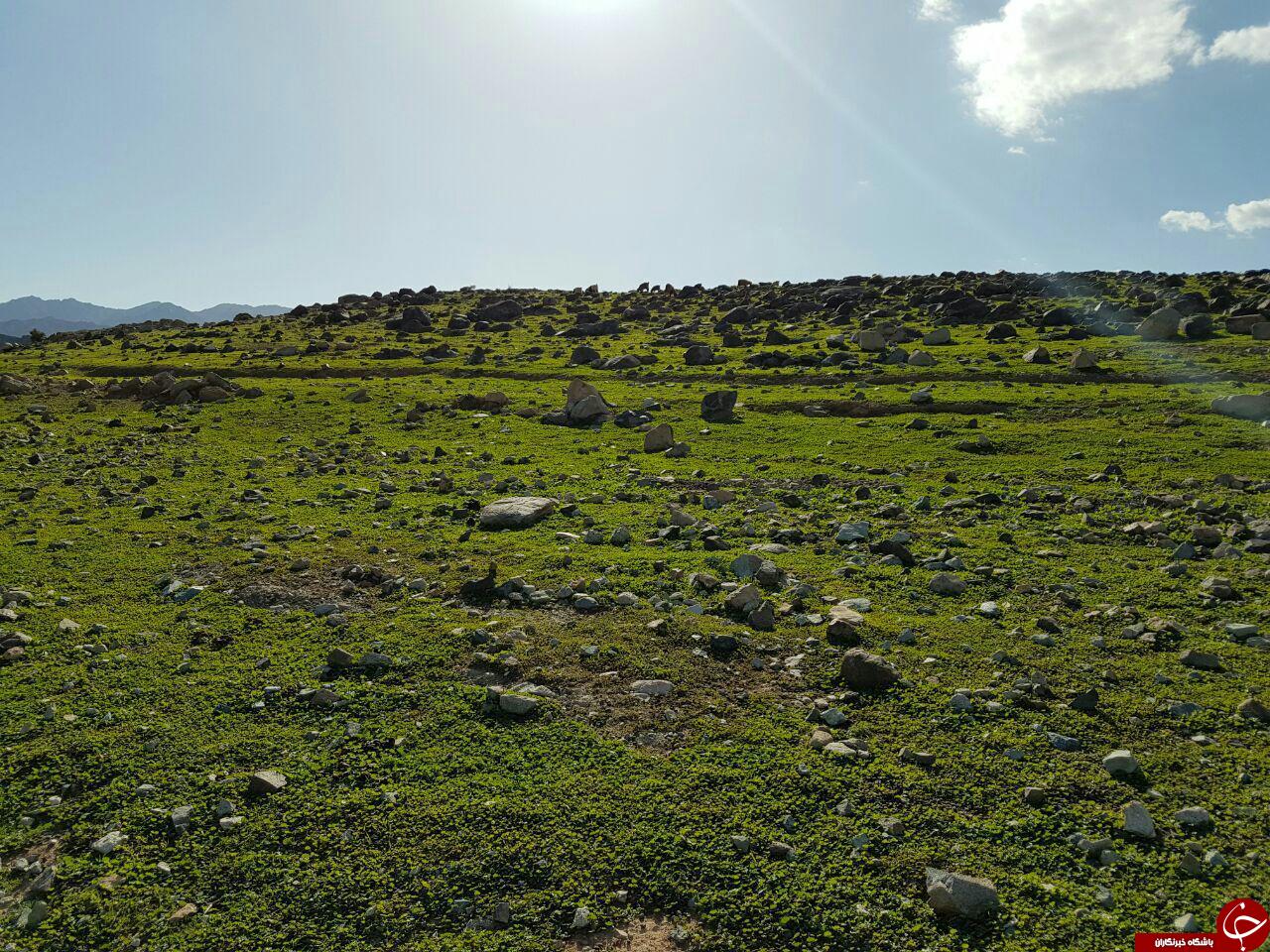 جلوه نمایی بهار زودهنگام در ریگان