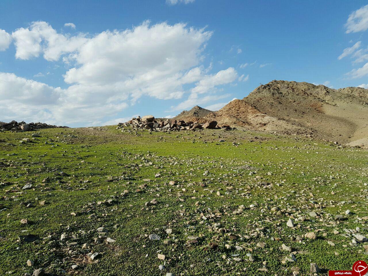 جلوه نمایی بهار زودهنگام در ریگان