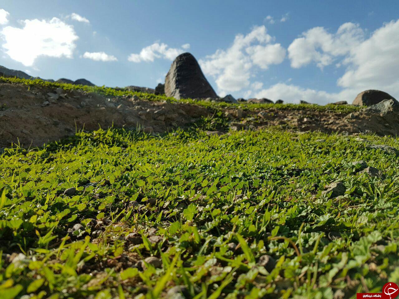 جلوه نمایی بهار زودهنگام در ریگان
