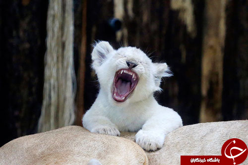 از بازیگوشی نوه ترامپ در کاخ سفید تا جنگ یک فلسطینی و یک صهیونیست در هتل