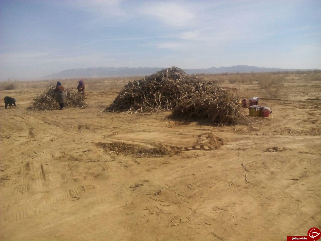 قلع وقمع گسترده تاغزارهای خلیل آباد + تصاویر
