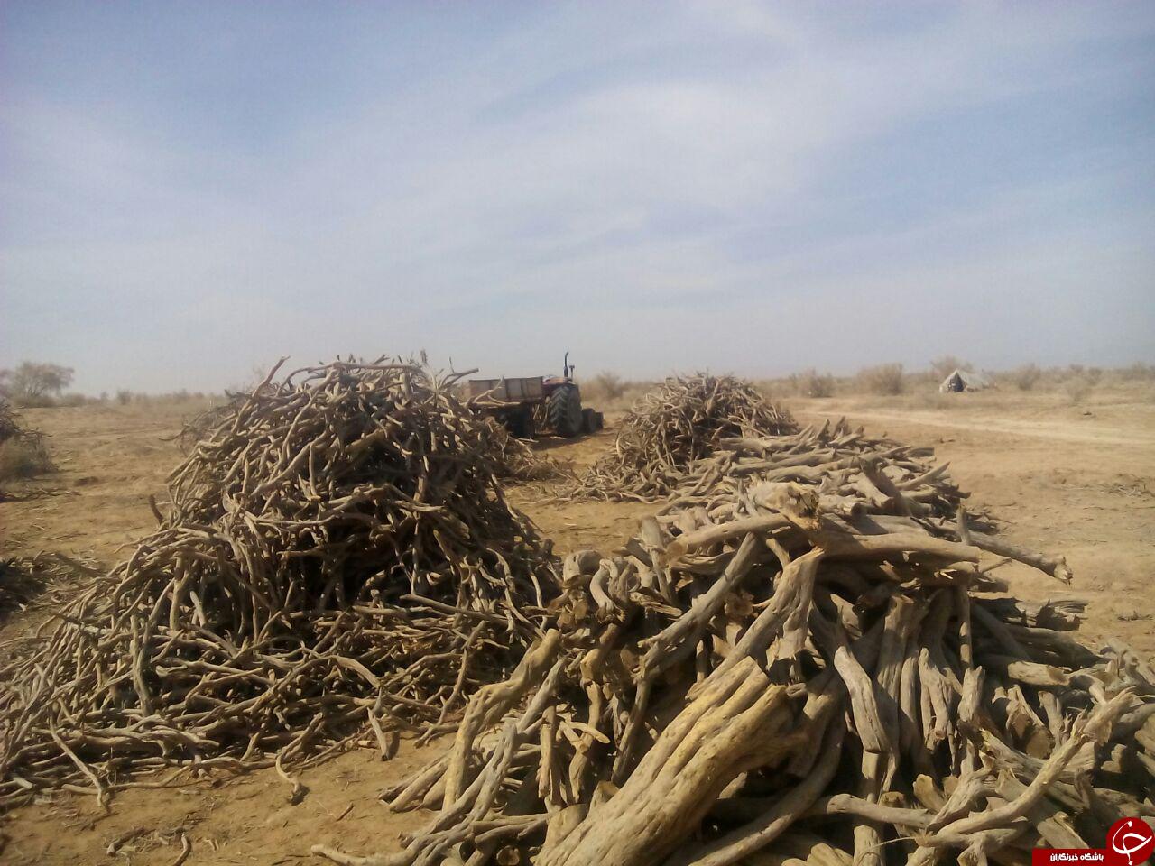 قلع وقمع گسترده تاغزارهای خلیل آباد + تصاویر