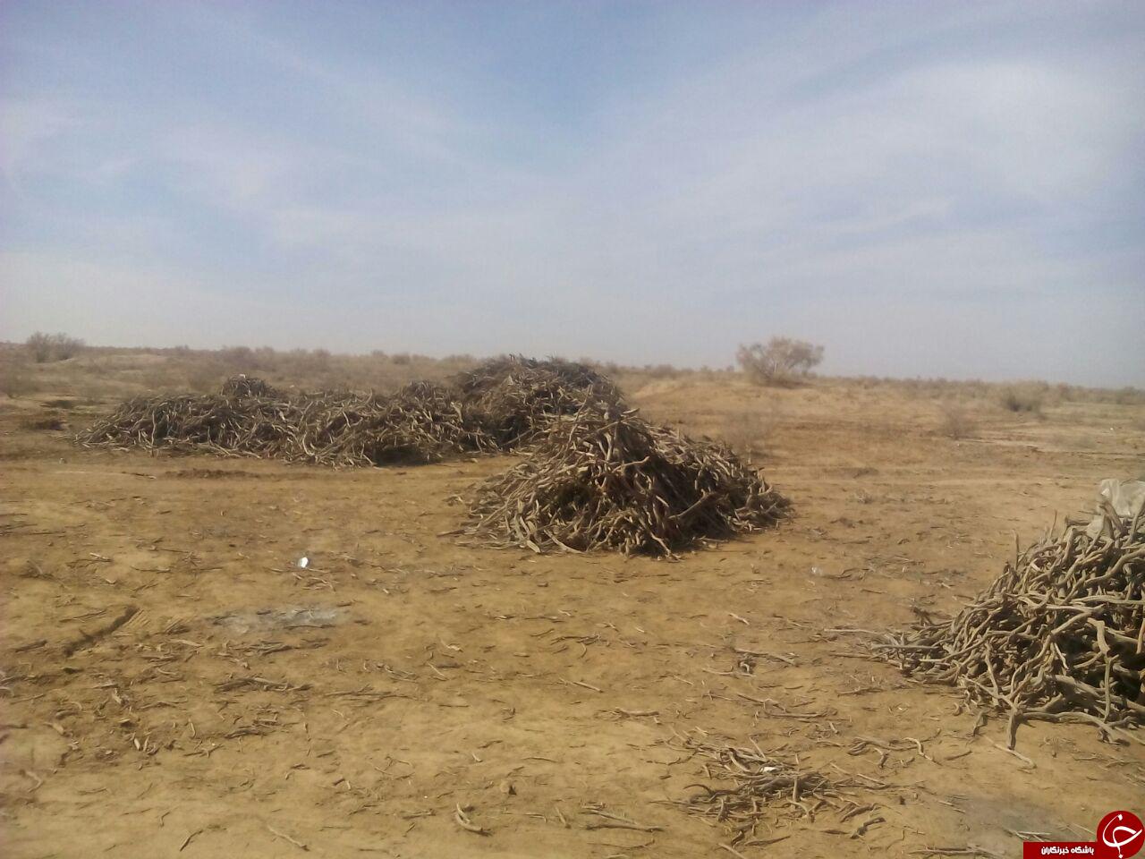 قلع وقمع گسترده تاغزارهای خلیل آباد + تصاویر