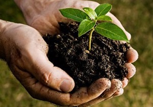 برخورداری پاسخگوترین رئیس دانشگاه شد/ درختکاری اعضای هیأت رئیسه دانشگاه علم و صنعت
