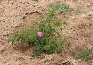 اجرای ۸۰۰ هکتار جنگل کاری اقتصادی در چهارمحال و بختیاری اجرای ۸۰۰ هکتار جنگل کاری اقتصادی در چهارمحال و بختیاری