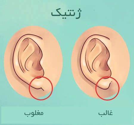 آنچه گوش ها درباره سلامتی می گویند