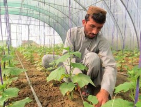 افزایش ساخت گلخانه&zwnj;ها در افغانستان پس از بسته شدن مرزهای پاکستان