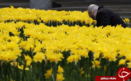 از پرواز کبوترهای رنگی در ورشو تا اجرای موسیقی زنده در تدمر