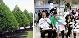 کنوکارپوس یکی از عوامل تنگی نفس خوزستانی‌ها