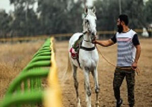 قم دارای ۱۲۰ رأس اسب ورزشی