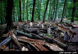 آمار اسفناک سرانه سبز برای هر ایرانی + فیلم