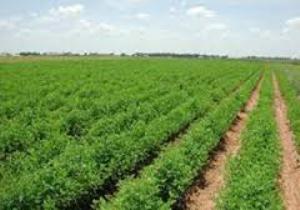 توصیه های جدید کارشناسان جهاد کشاورزی به کشاورزان گلستانی