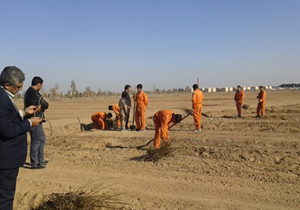کاشت 16هزار اصله نهال گل سرخ در مزرعه گل محمدی زواره