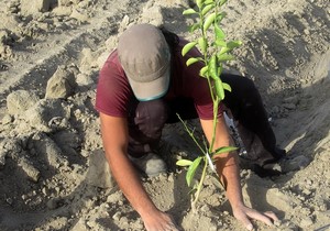 کاشت ۵۷۰ اصله نهال در طبس