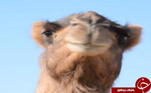 از شرایط نابسامان یزد در آستانه فوتبال ساحلی جهان تا نوروز خوانی