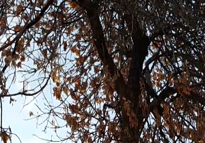 نمایی از طبیعت زیبای سمیرم + فیلم و تصاویر