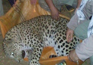 پلنگ بهشهر بر اثر خونریزی مخ و مخچه تلف شد