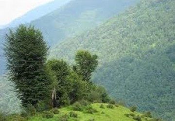 تاکید بر توجه مسوولان برای رونق سرانه جنگل در شهرستان بستان آباد
