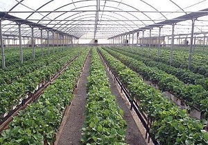 کشت گلخانه ای مرهمی بر آبهای زیرزمینی