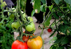 کشت گلخانه ای مرهمی بر آبهای زیرزمینی