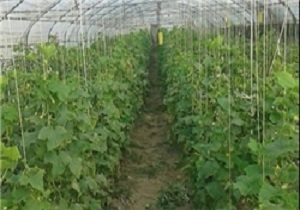 کشت گلخانه ای مرهمی بر آبهای زیرزمینی