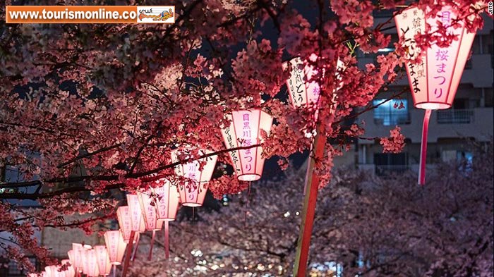 تماشای زیباترین شکوفه&zwnj;های بهاری، پیش از رسیدن بهار! +تصاویر
