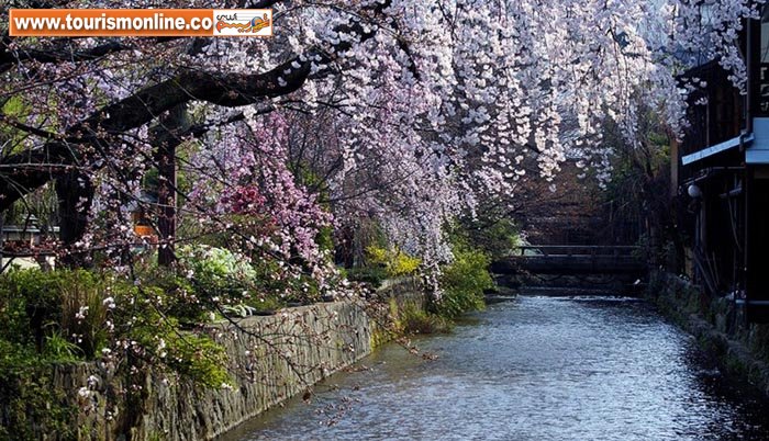 تماشای زیباترین شکوفه&zwnj;های بهاری، پیش از رسیدن بهار! +تصاویر