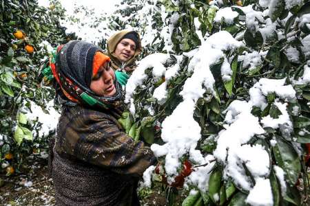 ناراحتی باغداران مازندران از واردات پرتقال توسط دولت/ برخی ها با تبلیغات خراب بودن مرکبات شمال بیشترین ضرر را به باغداران وارد کردند
