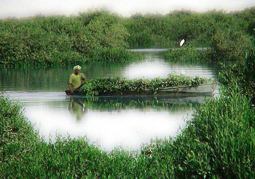 جنگل های حرا مقصد دوست داران طبیعت بکر