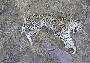 کهولت سن علت اصلی تلف شدن پلنگ منطقه برندق خلخال است