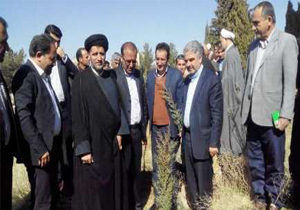 درختکاری در 2 هزار هکتار از سطوح شیبدار استان