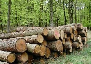 دستگیری 2 مرد به جرم قطع غیر مجاز درختان جنگلی