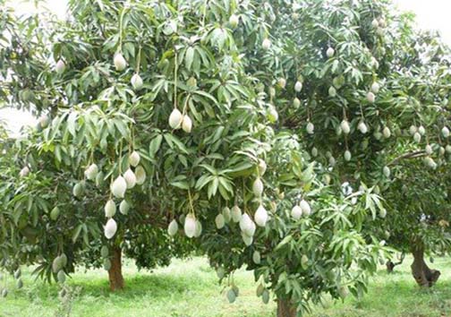 رودان نگین سرسبز هرمزگان